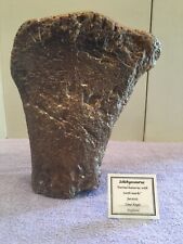 Ichthyosaur ichthyosaurus hume for sale  Franklin Lakes