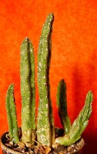 Stapelia groß zimmerpflanze gebraucht kaufen  Nürnberg
