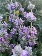 100 purple sage for sale  Castro Valley