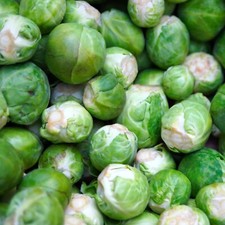 Brussel sprouts catskill for sale  Hallandale
