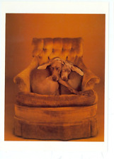 Dog weimaraner ears for sale  Carleton