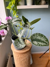 Scindapsus pictus exotica gebraucht kaufen  Neuenhagen