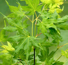 Acer palmatum winter usato  Napoli