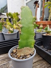 Dragon fruit rooted for sale  CARDIFF