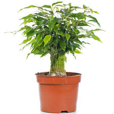 Ficus benjamina green for sale  UK