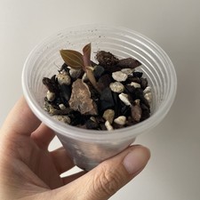 Jewel orchid ludisia for sale  LONDON