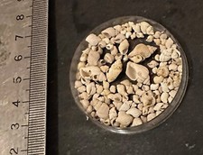 Collection coquillage fossile d'occasion  Champigny-sur-Marne