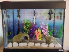Fluval roma fish for sale  WREXHAM