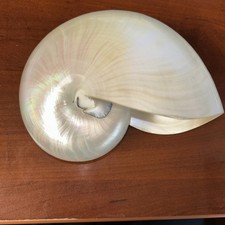 White pearl nautilus for sale  Indianapolis