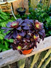 Aeonium zwartkop black for sale  CLACTON-ON-SEA