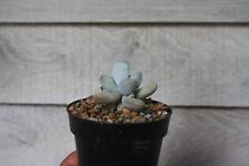 Pachyphytum oviferum sugar for sale  HORSHAM