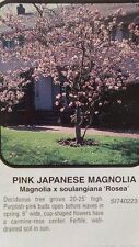 Pink japanese magnolia for sale  Ben Wheeler