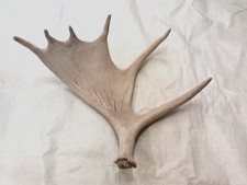 Real moose antler for sale  USA