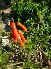 Grand lot boutures d'occasion  Saint-Cyprien
