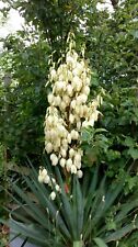 Yucca gloriosa adams for sale Yucca gloriosa adams for sale  NORTHAMPTON