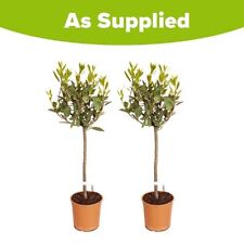 Pair standard bay for sale  ANDOVER