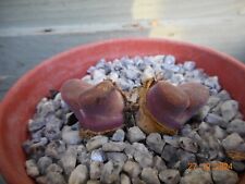 Conophytum friedrichii 3 for sale  WICKFORD