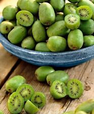 Mini kiwi autofertile usato  Maddaloni
