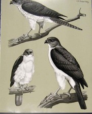 Old antique print for sale  UK