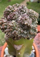 Ariocarpus cauliflower unique for sale  Austin