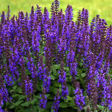 Salvia bumbleblue garden for sale  UK