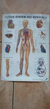 Anatomische tafeln grosse gebraucht kaufen  München