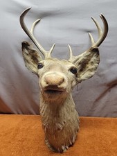 Vintage point whitetail for sale  North Branch