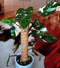 Rare philodendron red for sale  Glenmoore
