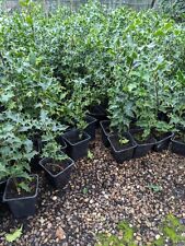 Holly hedging plants for sale  DERBY