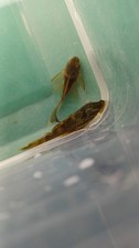 Pack green dragon for sale  Elsinore