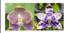 Phalaenopsis yang double for sale  SHREWSBURY