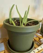 Aloe plants green for sale  Lees Summit