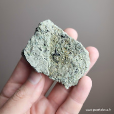 Important triassic fossil d'occasion  Strasbourg-
