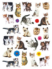 Adorable kitten kitty for sale  Springfield