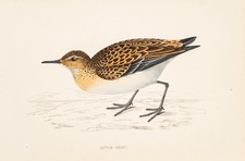 Zwergstrandläufer little stin gebraucht kaufen  Potsdam