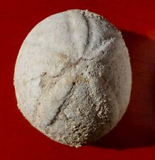 Oursin fossile gironde d'occasion  Cuxac-d'Aude
