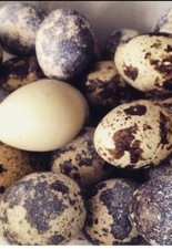 Coturnix quail egg for sale  BARKING