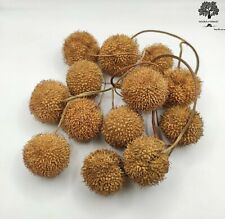 Suszone nasiona drzewa płaskiego 85g - 1,95kg Platanus orientalis, używany na sprzedaż  Wysyłka do Poland