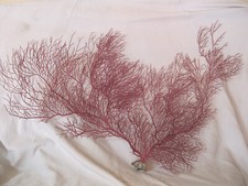 Coral gorgonia. 40x60 usato  Spedire a Italy