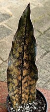 Schöne große sanseviera gebraucht kaufen  Obertshausen