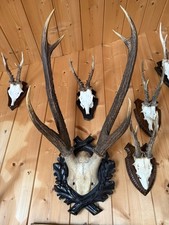 Rothirsch hirschgeweih gebraucht kaufen  Pfaffenhofen a.d.Ilm