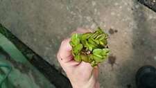 Pcs salvina natans for sale  MARKET RASEN