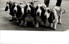 Foto hunde leine gebraucht kaufen  Berlin