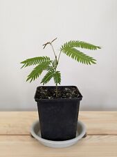 Pithecellobium confertum everf for sale  MILTON KEYNES