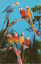 Cartão postal FL Miami Parrot Jungle Macaws Florida por Koppel comprar usado  Enviando para Brazil