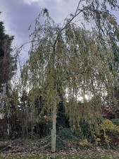 Weeping willow salix for sale  PENTRAETH