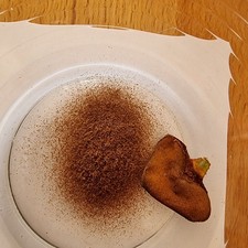Platycerium ridleyi dwarf gebraucht kaufen  Göttingen