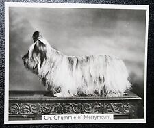 Skye terrier breed for sale  DERBY