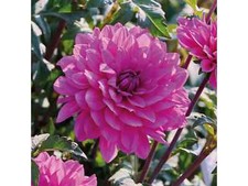 Dahlienknollen dahlien purple gebraucht kaufen  Minden