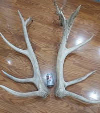 Mule deer antlers. for sale  Lehi